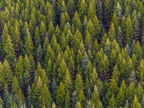Sustainability-in-Tech : Green Code To Reduce Software Emissions